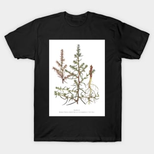 Russian Thistle T-Shirt